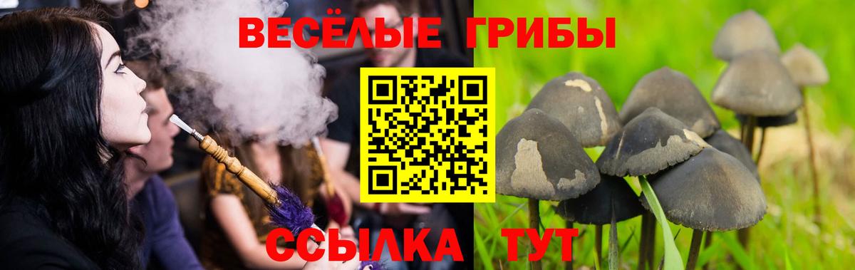 Псилоцибиновые грибы прущие грибы  Псилоцибиновые грибы Cubensis  Вход с VPN  Дивногорск 